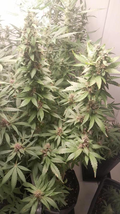 Geneticas da Tropicana