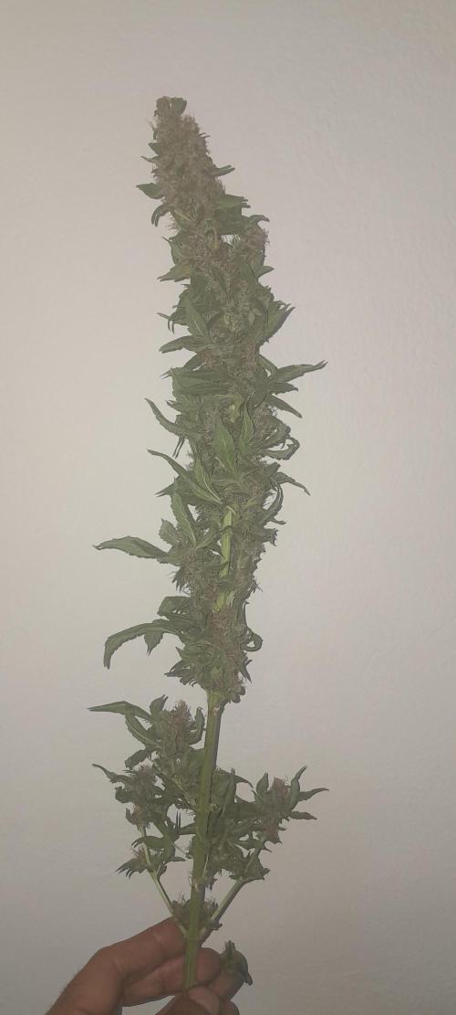 Geneticas da Tropicana. Week 12