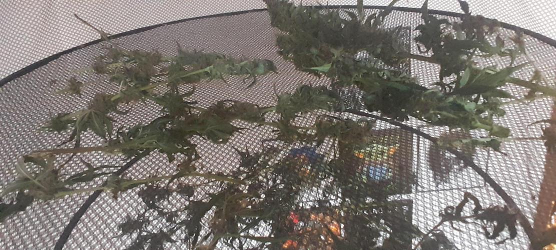 Geneticas da Tropicana. Week 12