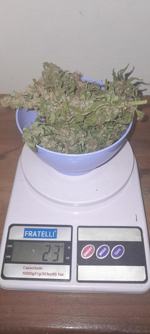 Geneticas da Tropicana. Week 12