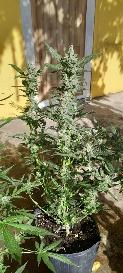 Uma novidade antes do verão chegar.. Week 10