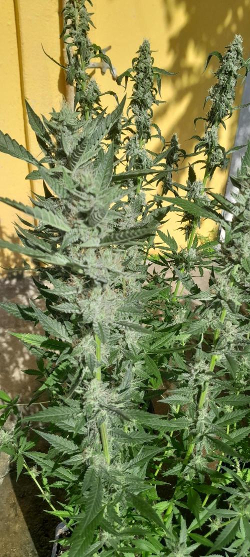 Uma novidade antes do verão chegar.. Week 10