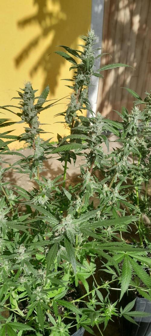 Uma novidade antes do verão chegar.. Week 10