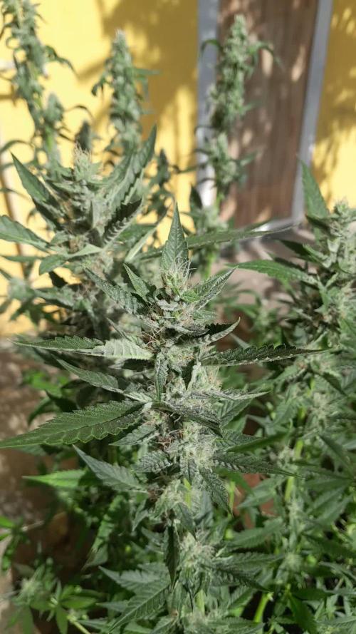 Uma novidade antes do verão chegar.