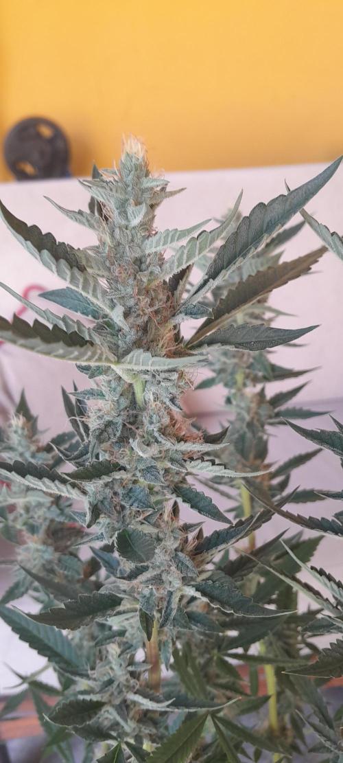 Uma novidade antes do verão chegar.. Week 11