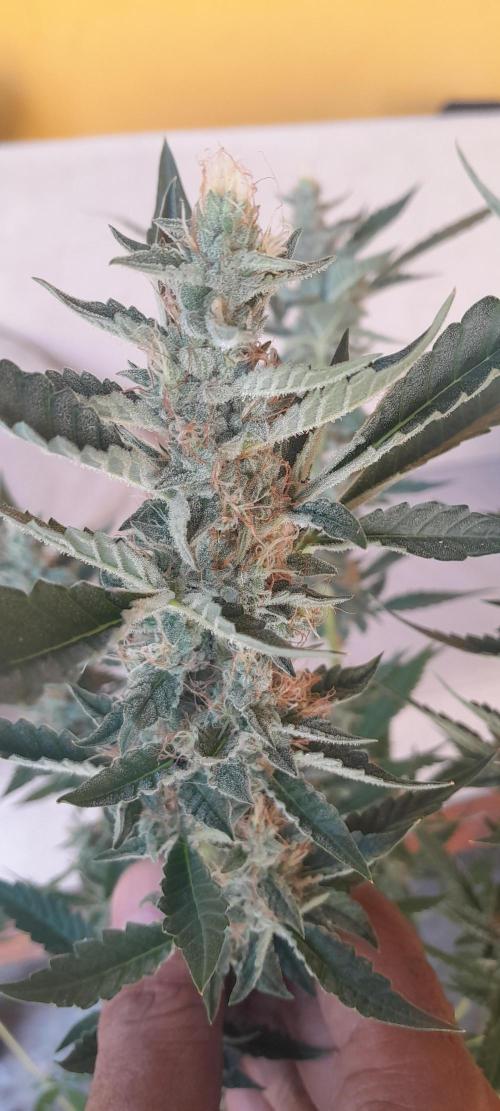 Uma novidade antes do verão chegar.. Week 11