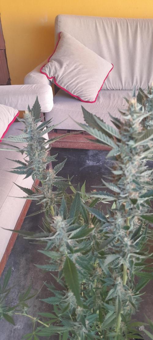 Uma novidade antes do verão chegar.. Week 11