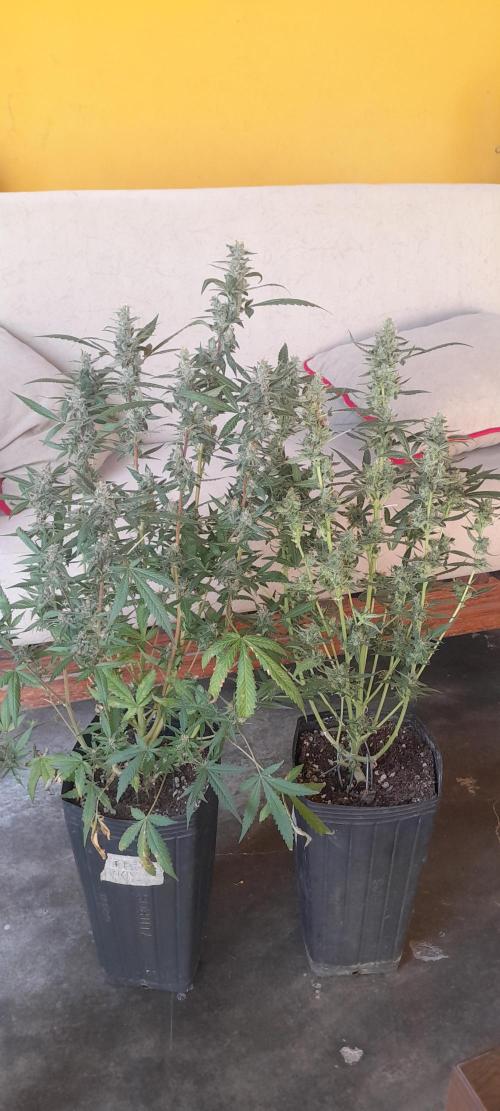 Uma novidade antes do verão chegar.. Week 11