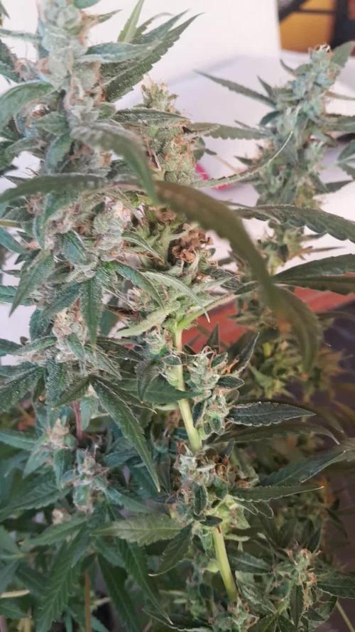 Uma novidade antes do verão chegar.