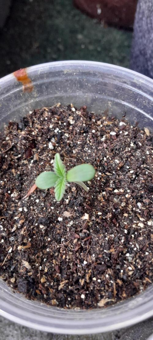 Genéticas da Green Poison. Week 0