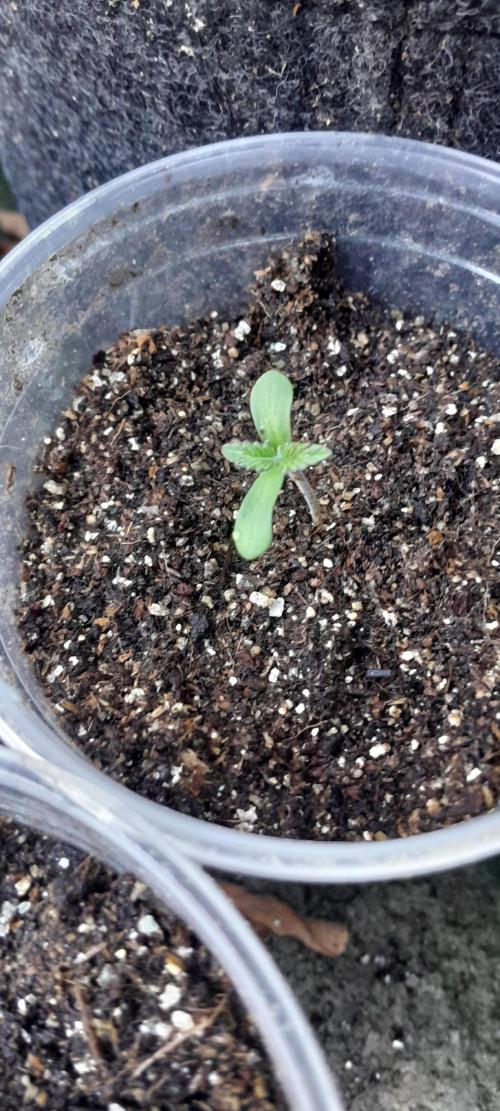 Genéticas da Green Poison. Week 0