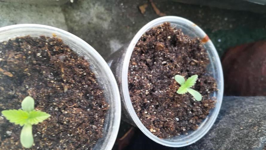 Genéticas da Green Poison