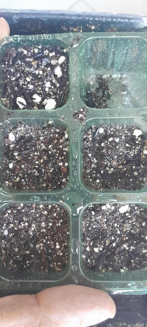 Umas variedade das antigas !. Week 0