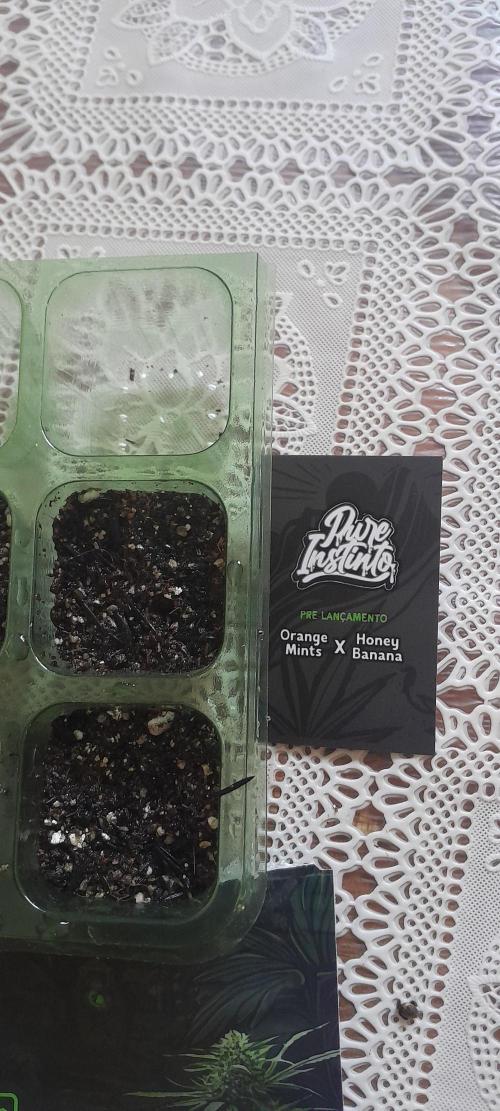 Ainda nem sei como se chama essa !!!. Week 0