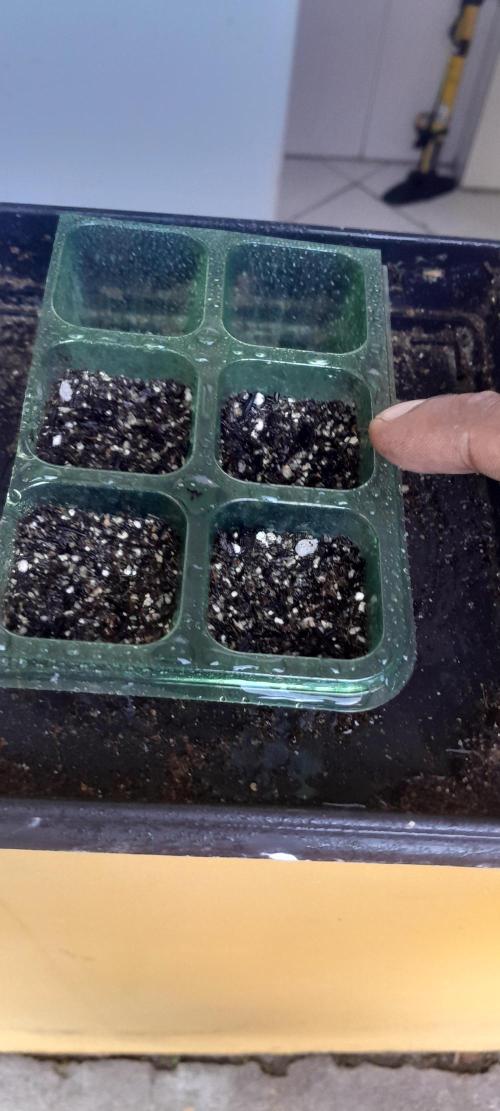 Ainda nem sei como se chama essa !!!. Week 0