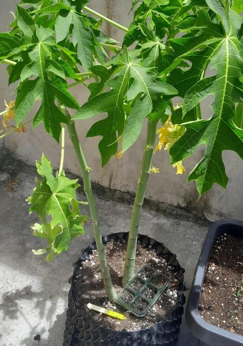 Ainda nem sei como se chama essa !!!. Week 0