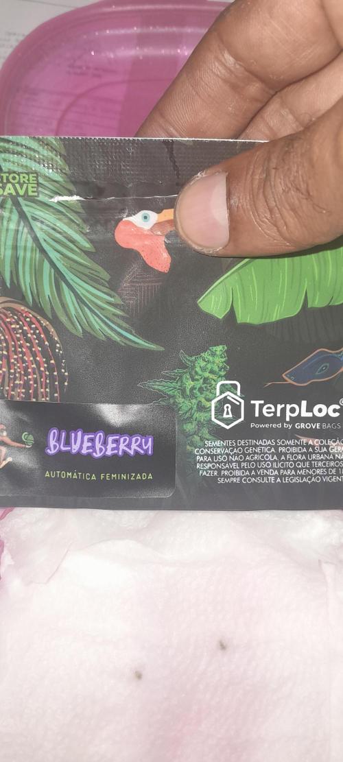 Blueberry @Seis Pés. Week 0