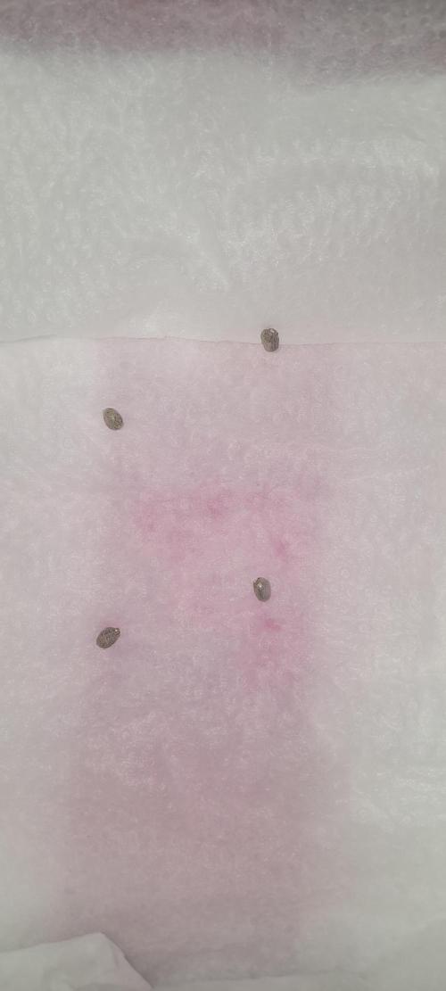 Blueberry @Seis Pés. Week 0