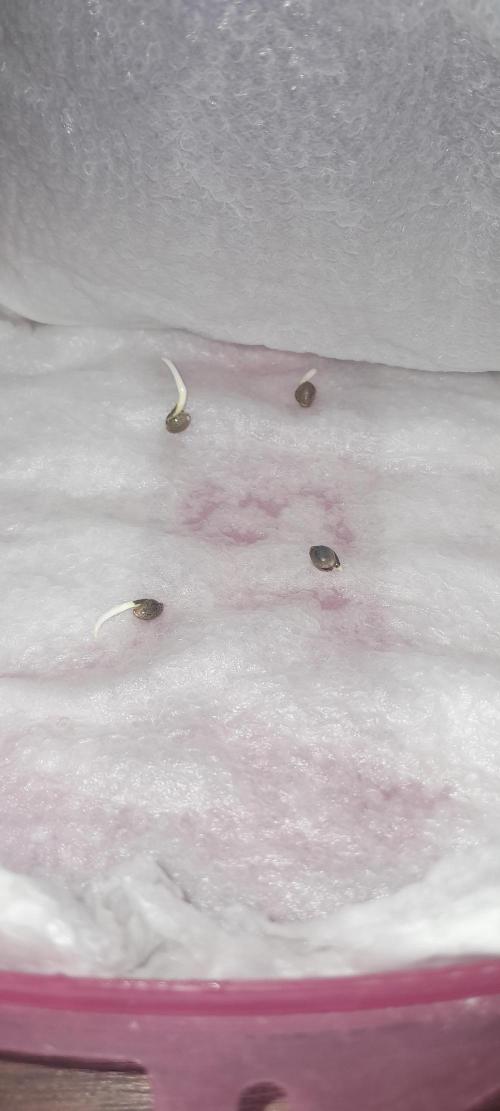 Blueberry @Seis Pés. Week 0