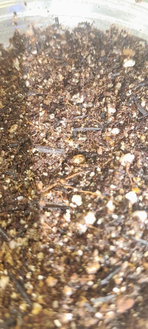 Blueberry @Seis Pés. Week 0