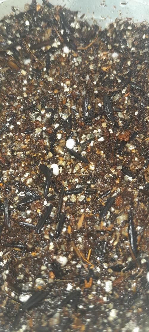 Blueberry @Seis Pés. Week 0