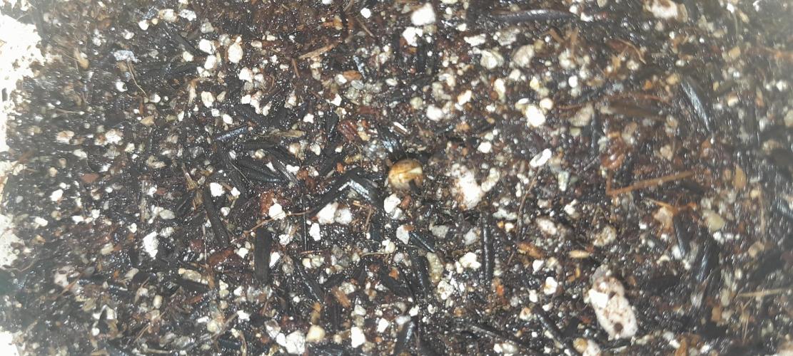 Blueberry @Seis Pés. Week 0