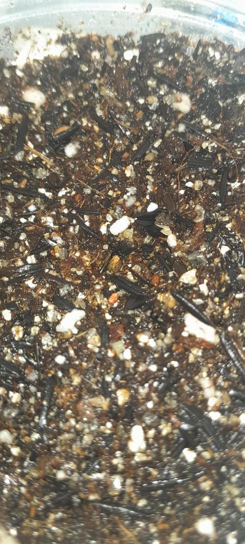 Blueberry @Seis Pés. Week 0