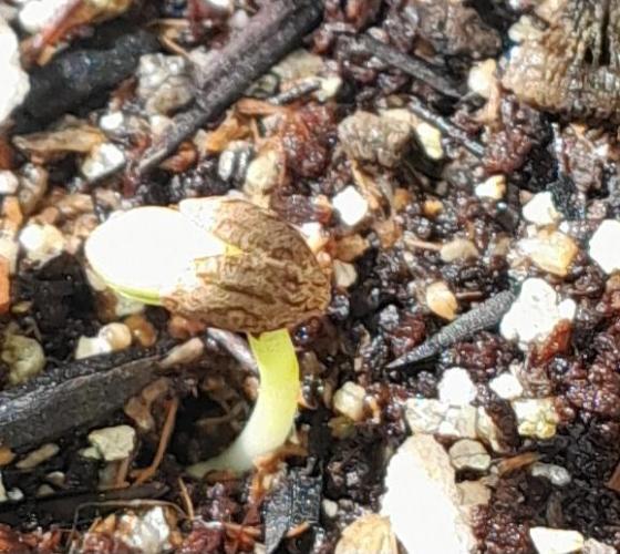 Blueberry @Seis Pés. Week 0