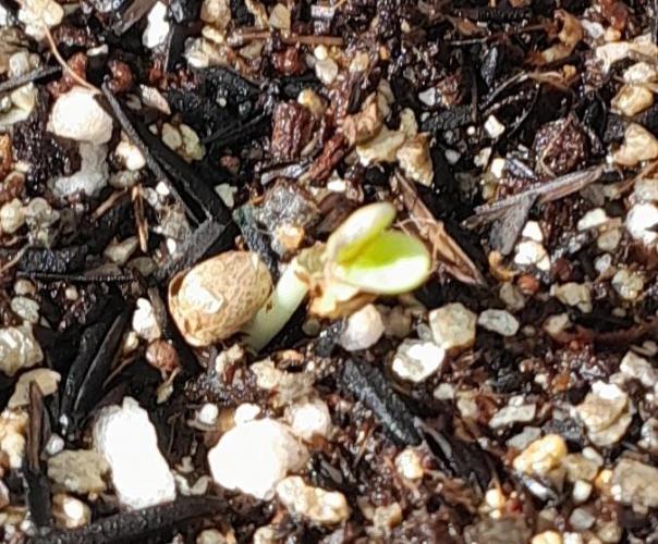 Blueberry @Seis Pés. Week 0