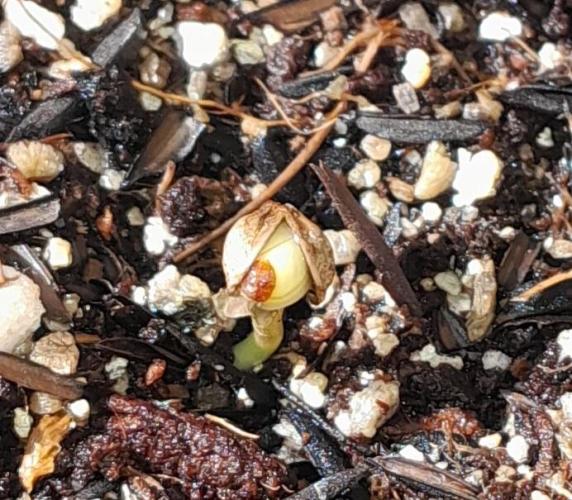 Blueberry @Seis Pés. Week 0