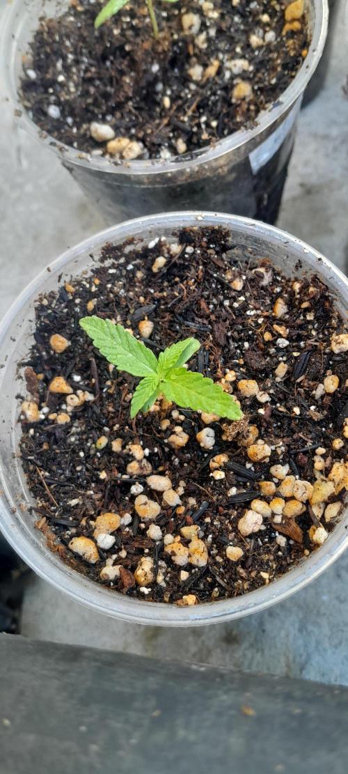 Blueberry @Seis Pés. Week 0