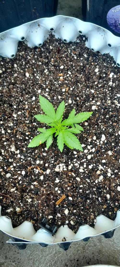 Blueberry @Seis Pés. Week 1