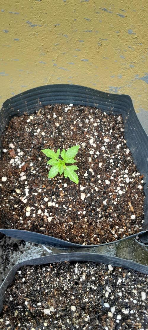 Blueberry @Seis Pés. Week 1