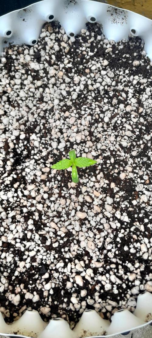 Umas variedade das antigas !. Week 0