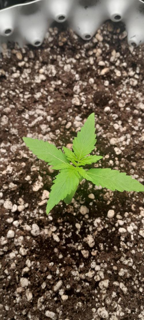 Umas variedade das antigas !. Week 0