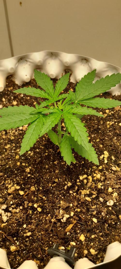 Blueberry @Seis Pés. Week 2