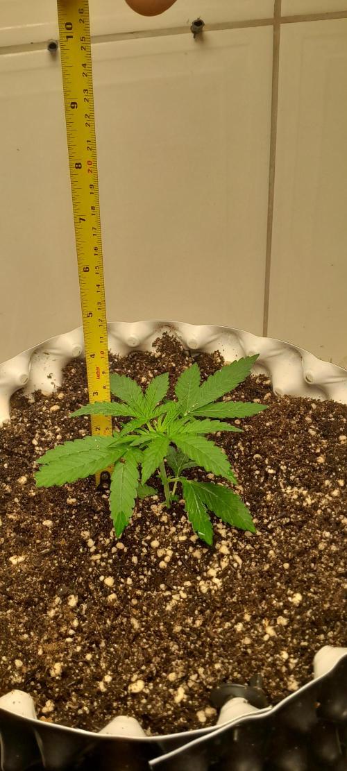 Blueberry @Seis Pés. Week 2