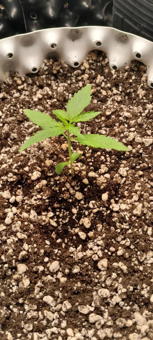 Umas variedade das antigas !. Week 1