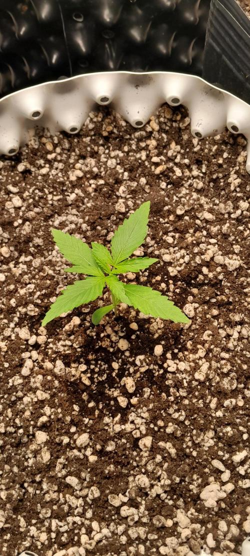 Umas variedade das antigas !. Week 1