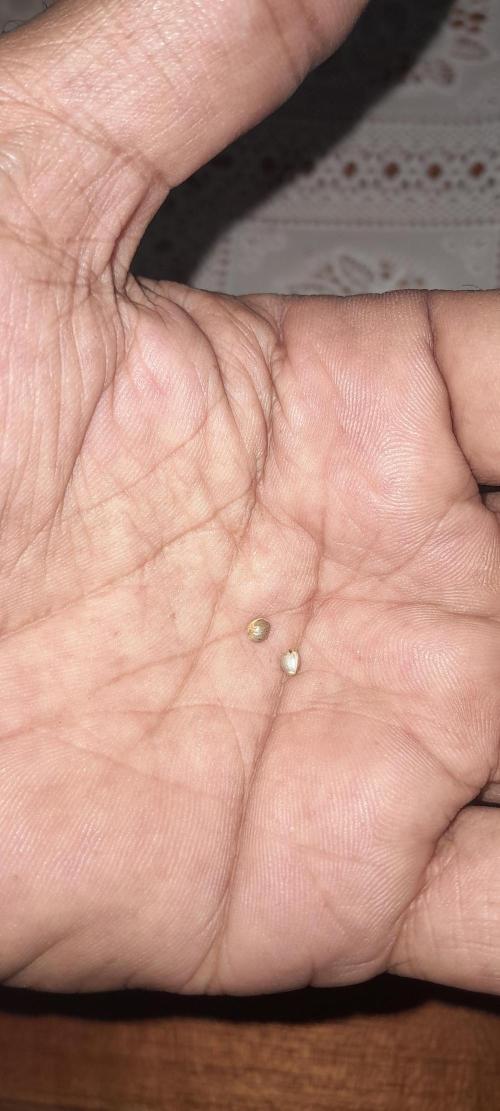 Super Lemon Haze- 6 pés.. Week 0