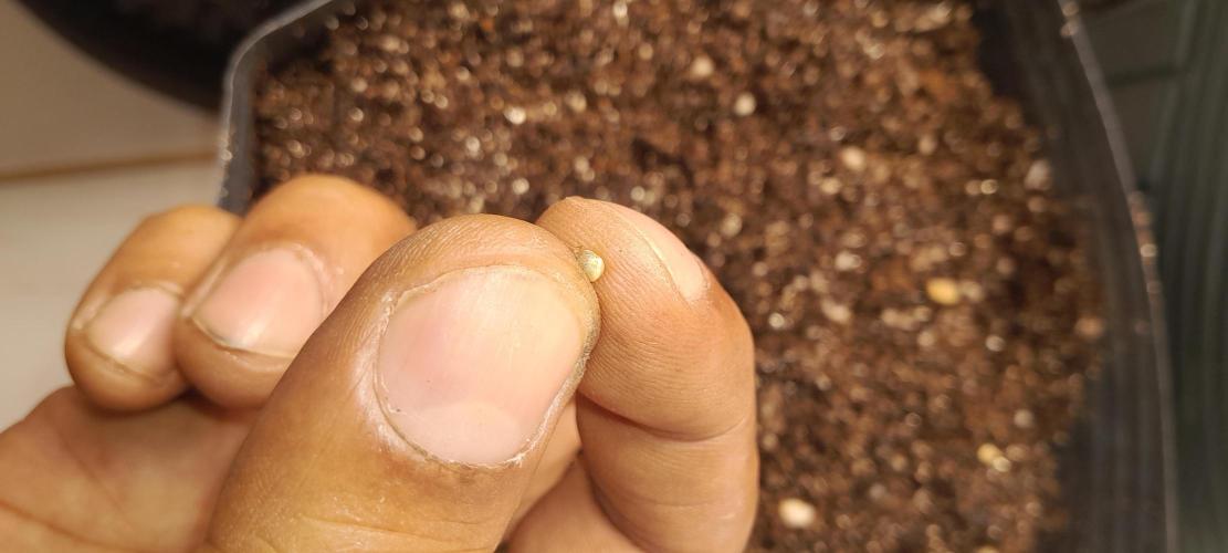 Super Lemon Haze- 6 pés.. Week 0