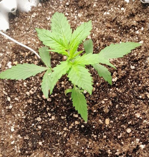 Umas variedade das antigas !. Week 1