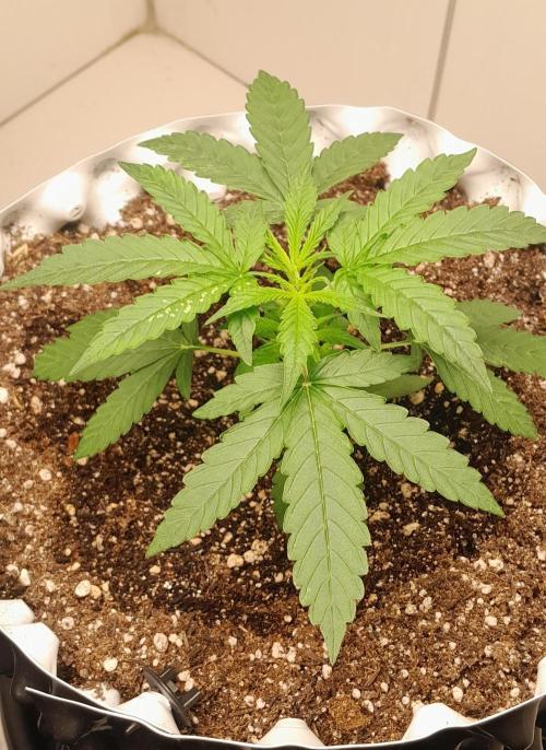 Blueberry. Week 2