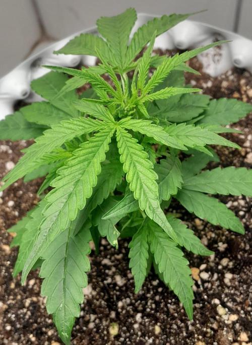 Blueberry. Week 3