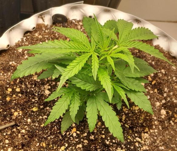 Blueberry. Week 3