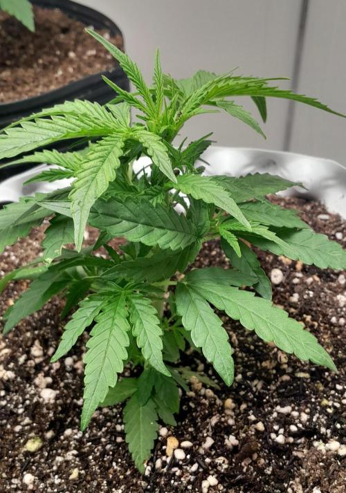 Blueberry. Week 3