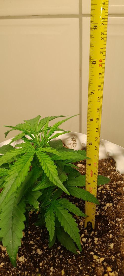 Blueberry. Week 3