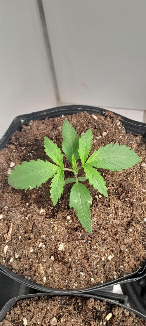 Duas Diesel. Week 1