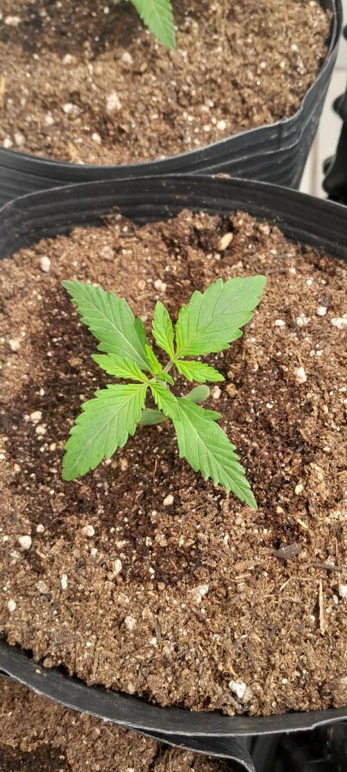 Duas Diesel. Week 1