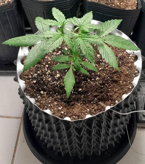 Umas variedade das antigas !. Week 2